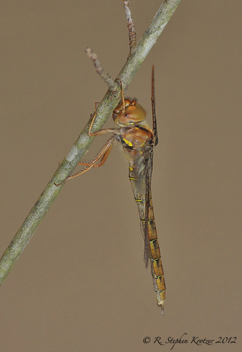 Neurocordulia molesta, female